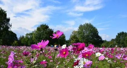 Cultivation Methods and Care Tips for Cosmos (Easily Grow a Beautiful Flower Field, Enjoy a Splendid Scene) 2
