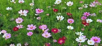 Cultivation Methods and Care Tips for Cosmos (Easily Grow a Beautiful Flower Field, Enjoy a Splendid Scene) 3