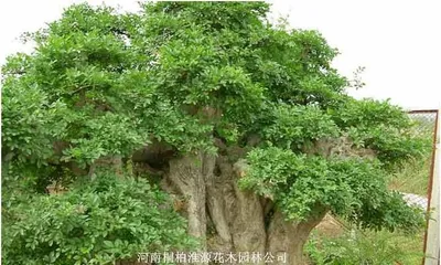 Ficus microcarpa Repotting Time and Care Methods (Creating a Healthy and Beautiful Ficus microcarca Miniature Potted Plant) 3