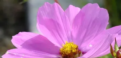 波斯菊的栽培与养护(喜好环境温暖,易栽培,鲜花开放期长)1