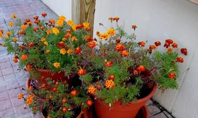 波斯菊的栽培与养护(喜好环境温暖,易栽培,鲜花开放期长)2