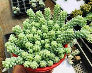 Rainbow Sedum Succulent Care Guide (From Selection to Care, Become a Succulent Expert!) 1