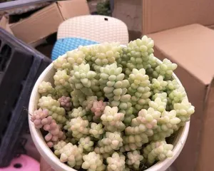 Rainbow Sedum Succulent Care Guide (From Selection to Care, Become a Succulent Expert!) 2