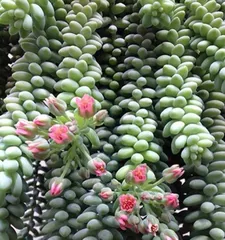Rainbow Sedum Succulent Care Guide (From Selection to Care, Become a Succulent Expert!) 3