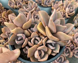 Rainbow Succulent Care Guide (A must-read for succulent lovers, let your Rainbow Succulents grow healthily!)1
