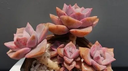 Rainbow Succulent Care Guide (A must-read for succulent lovers, let your Rainbow Succulents grow healthily!)2