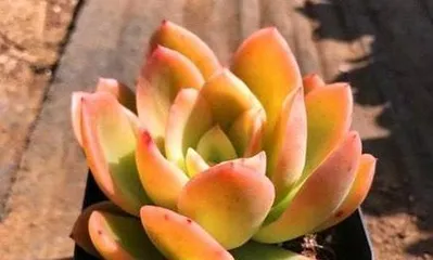 Rainbow Succulent Care Guide (A must-read for succulent lovers, let your Rainbow Succulents grow healthily!)3