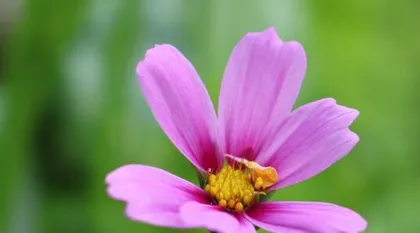 Cosmos Flowering Time and Care Tips (Beautiful Cosmos, Let It Bloom in Your Home) 1