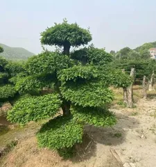 养护白蜡,让你爱不释手(掌握这些技巧,让白蜡生长更好)1