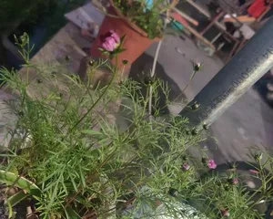 Cosmos Flowering Time and Care Tips (Beautiful Cosmos, Let It Bloom in Your Home) 2