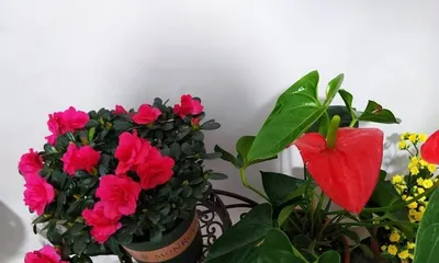 Azalea Home Growing Methods and Precautions (Creating a Beautiful Azalea Garden -- A Complete Guide to Azalea Care) 1