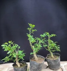 养护白蜡,让你爱不释手(掌握这些技巧,让白蜡生长更好)2