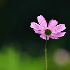 Cosmos Flowering Time and Care Tips (Beautiful Cosmos, Let It Bloom in Your Home) 3