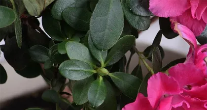 Azalea Home Growing Methods and Precautions (Creating a Beautiful Azalea Garden -- A Complete Guide to Azalea Care) 2