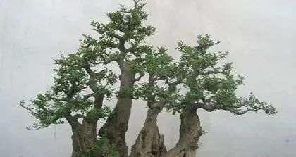 养护白蜡,让你爱不释手(掌握这些技巧,让白蜡生长更好)3