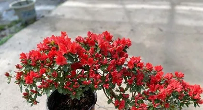 Azalea Home Growing Methods and Precautions (Creating a Beautiful Azalea Garden -- A Complete Guide to Azalea Care) 3