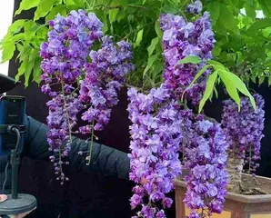 Pest Control Guide: Revealing Climbing Flowers That Don