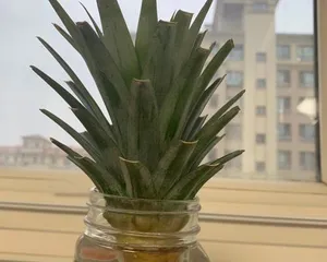 Planting and Care of Pineapple (Master the Skills to Make Your Pineapple Sweeter and Sweeter) 1
