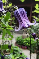 Pest Control Guide: Revealing Climbing Flowers That Don