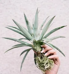 Planting and Care of Pineapple (Master the Skills to Make Your Pineapple Sweeter and Sweeter) 2