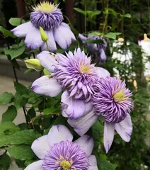 Pest Control Guide: Revealing Climbing Flowers That Don