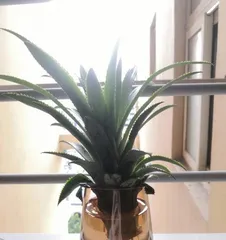 Planting and Care of Pineapple (Master the Skills to Make Your Pineapple Sweeter and Sweeter) 3