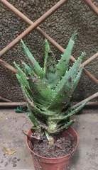Aloe 