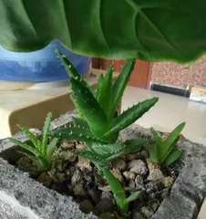 Aloe 