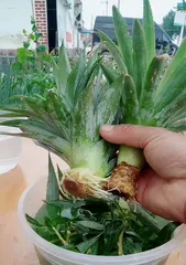 Easy Care for Pineapple Daisy, Letting Flowers Bloom Brilliantly (From Watering to Fertilization, A Comprehensive Guide to Pineapple Daisy Care) 2