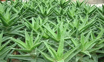 Aloe 