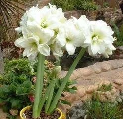 Red Flower Care Guide (6 Methods to Make Red Flowers Bloom Faster) 1