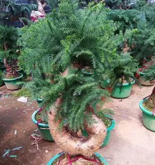 How to prune Araucaria bonsai? (Master the skills to create a beautiful bonsai) 2