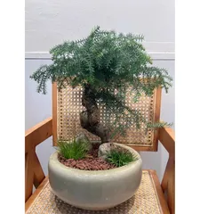 How to prune Araucaria bonsai? (Master the skills to create a beautiful bonsai) 3