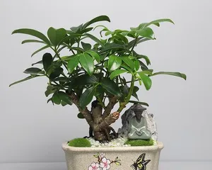 Create a steady stream of wealth, master the cultivation methods and key care points for 