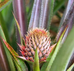 Pineapple Fruiting Period Care and Management (Fruiting Period Duration, Management Techniques and Precautions) 1