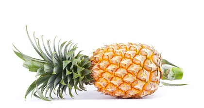 Pineapple Fruiting Period Care and Management (Fruiting Period Duration, Management Techniques and Precautions) 3