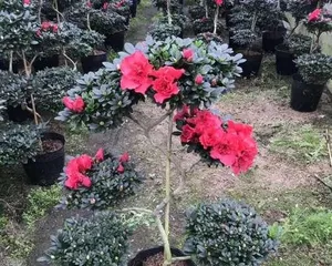 杜鹃小桃红的花期及开花次数(一年开几次花,如何正确养护)1