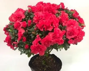 杜鹃小桃红的花期及开花次数(一年开几次花,如何正确养护)2