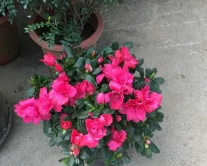 A Complete Guide to Indoor Azalea Care (Azaleas Can Bloom Spring at Home / Everything You Need to Know About Indoor Azaleas) 1