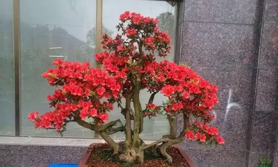 A Complete Guide to Indoor Azalea Care (Azaleas Can Bloom Spring at Home / Everything You Need to Know About Indoor Azaleas) 2