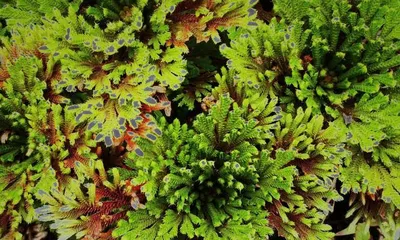 Planting and Care of Selaginella tamariscina (Master the growth characteristics of Selaginella tamariscina, easy planting and management) 1