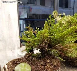 Planting and Care of Selaginella tamariscina (Master the growth characteristics of Selaginella tamariscina, easy planting and management) 2