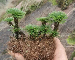 Planting and Care of Selaginella tamariscina (Master the growth characteristics of Selaginella tamariscina, easy planting and management) 3