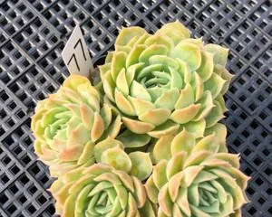Creating a healthy and lush Anslow succulent home garden (from care to cuttings, these tips help you easily create a beautiful garden) 1