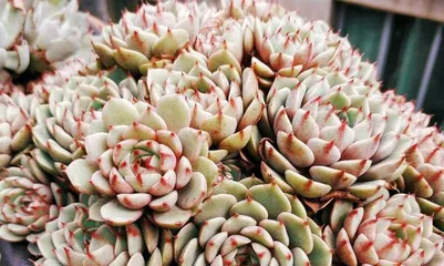 Creating a healthy and lush Anslow succulent home garden (from care to cuttings, these tips help you easily create a beautiful garden) 2