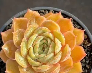 Creating a healthy and lush Anslow succulent home garden (from care to cuttings, these tips help you easily create a beautiful garden) 3