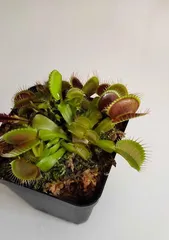How to Mix and Care for Venus Flytrap Soil (Choose with Care for Healthy Growth)1