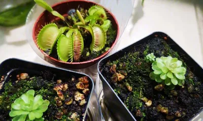 How to Mix and Care for Venus Flytrap Soil (Choose with Care for Healthy Growth)2