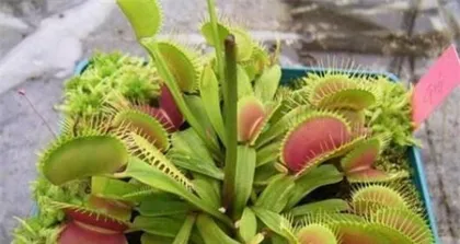 How to Mix and Care for Venus Flytrap Soil (Choose with Care for Healthy Growth)3
