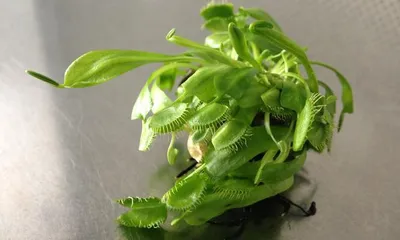 Venus Flytrap Cultivation Tips (A Detailed Guide for Sun-Loving Plants, Planting and Maintenance Techniques) 1